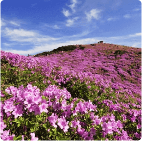 황매산 철쭉축제 등산코스 추천