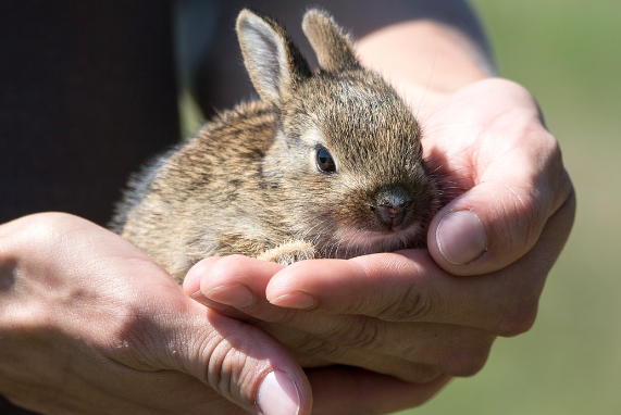 23년 토끼띠운세