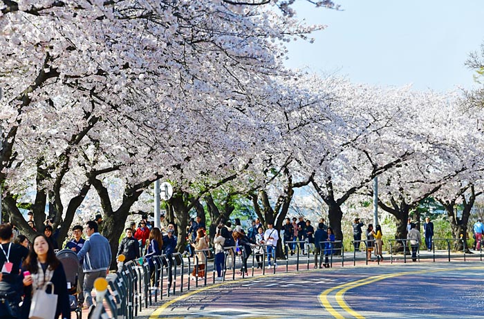 여의도-벚꽃축제