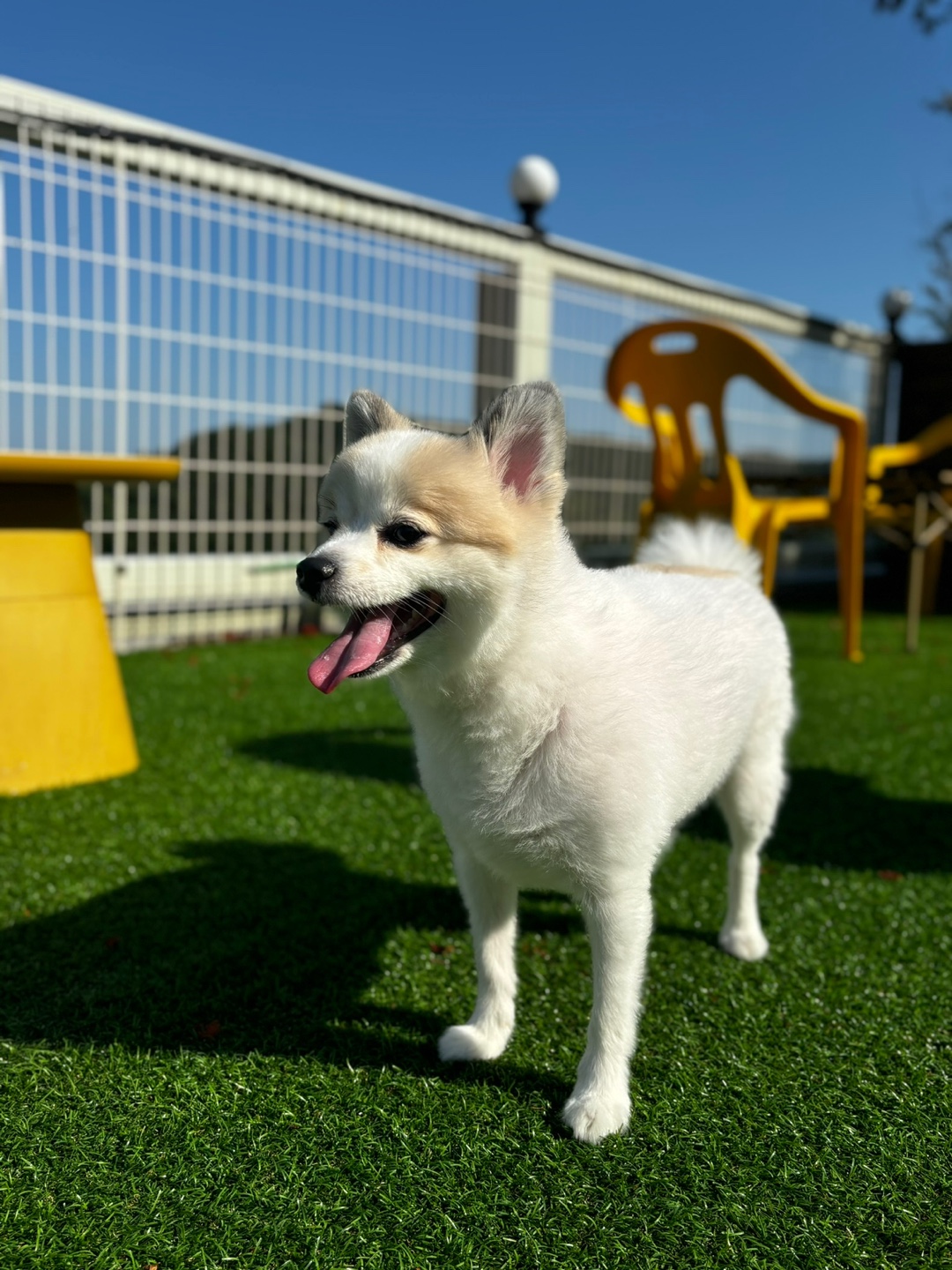 폼피츠 심바 사진
