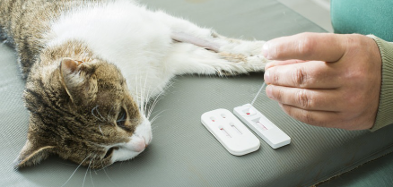 검사 받고 있는 고양이.