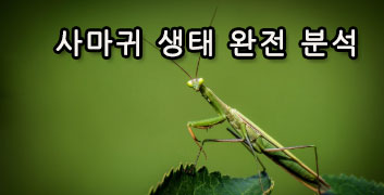 사마귀 생태 완전 분석