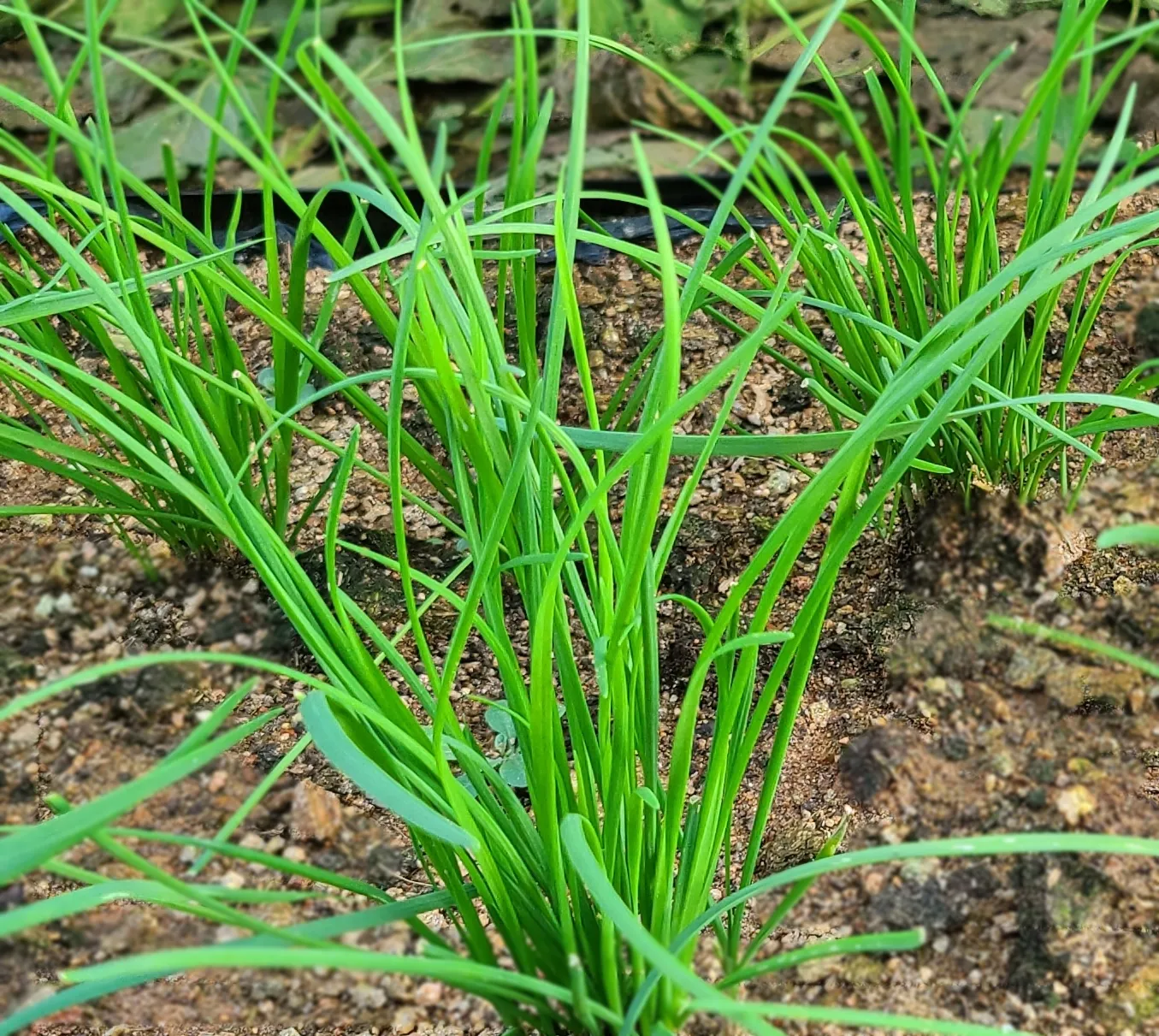 부추 재배 포기 나누기 덧비료 수확 반복_4