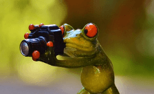 개구리가 내 몸에 달라붙는 꿈