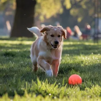 강아지 오래사는 신장관리 비법 생활습관_24