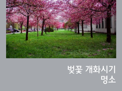 벚꽃