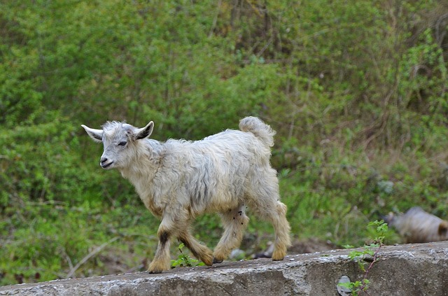산양유