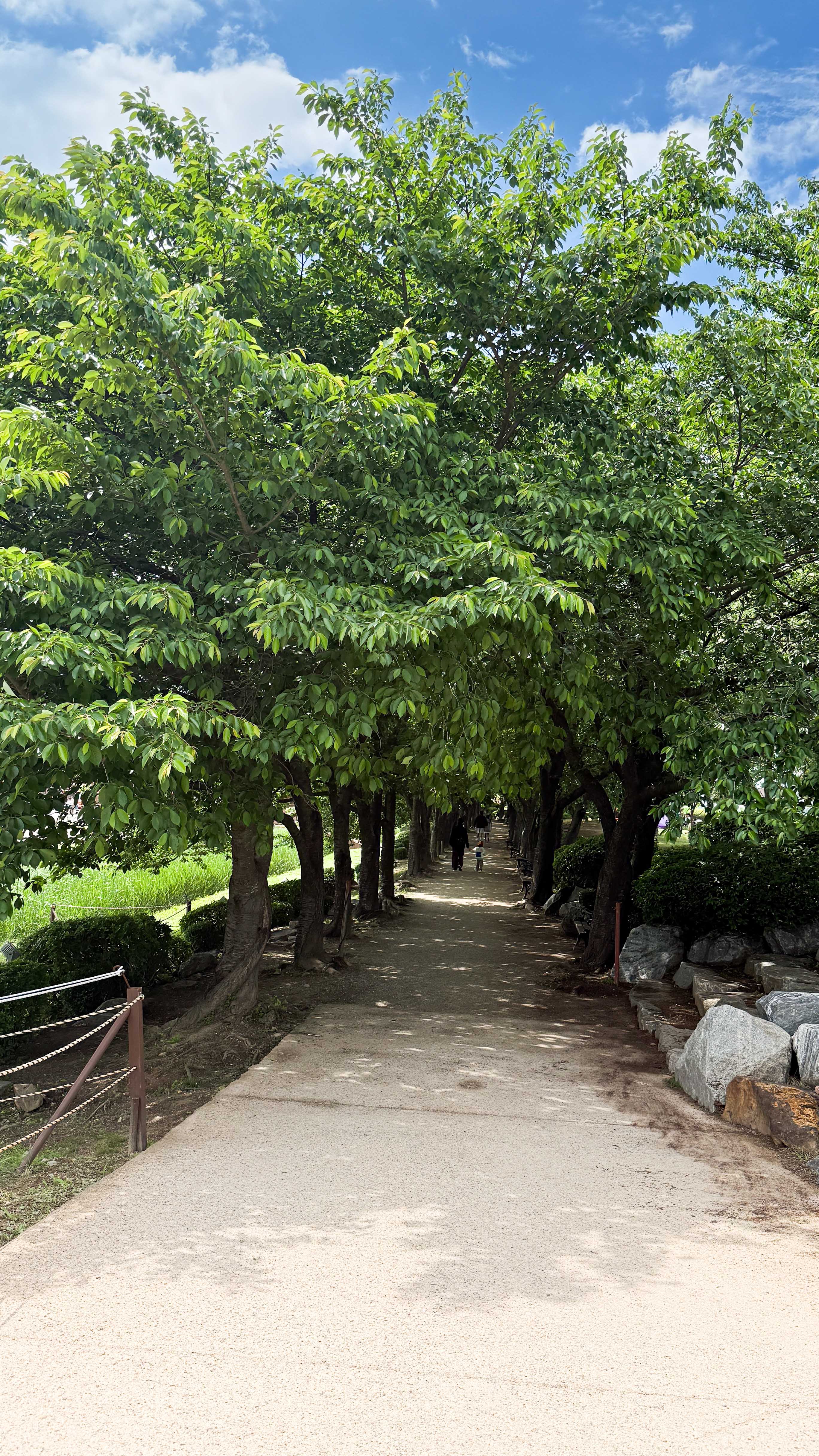 시흥갯골생태공원_벚꽃터널