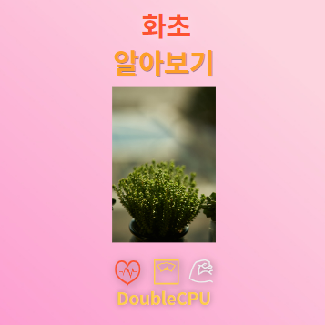 화초 탐구