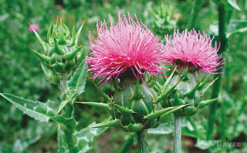 밀크씨슬 효능 복용시간