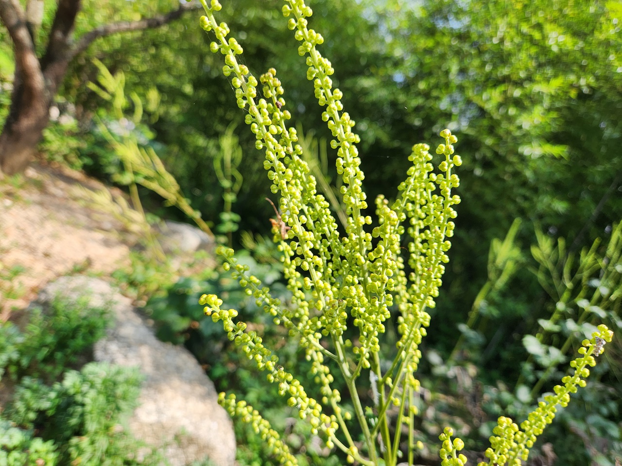승마