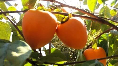 감-종류-단감-떫은감