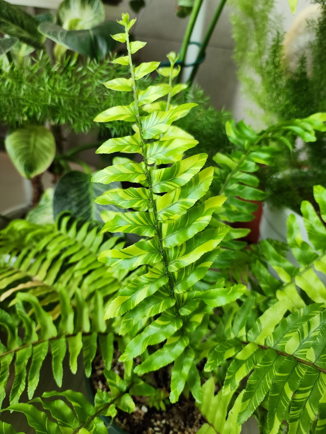 무늬보스턴고사리의 잎무늬