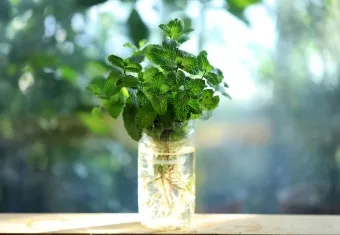 민트 재배 수경 재배 물 갈이 뿌리 번식_14