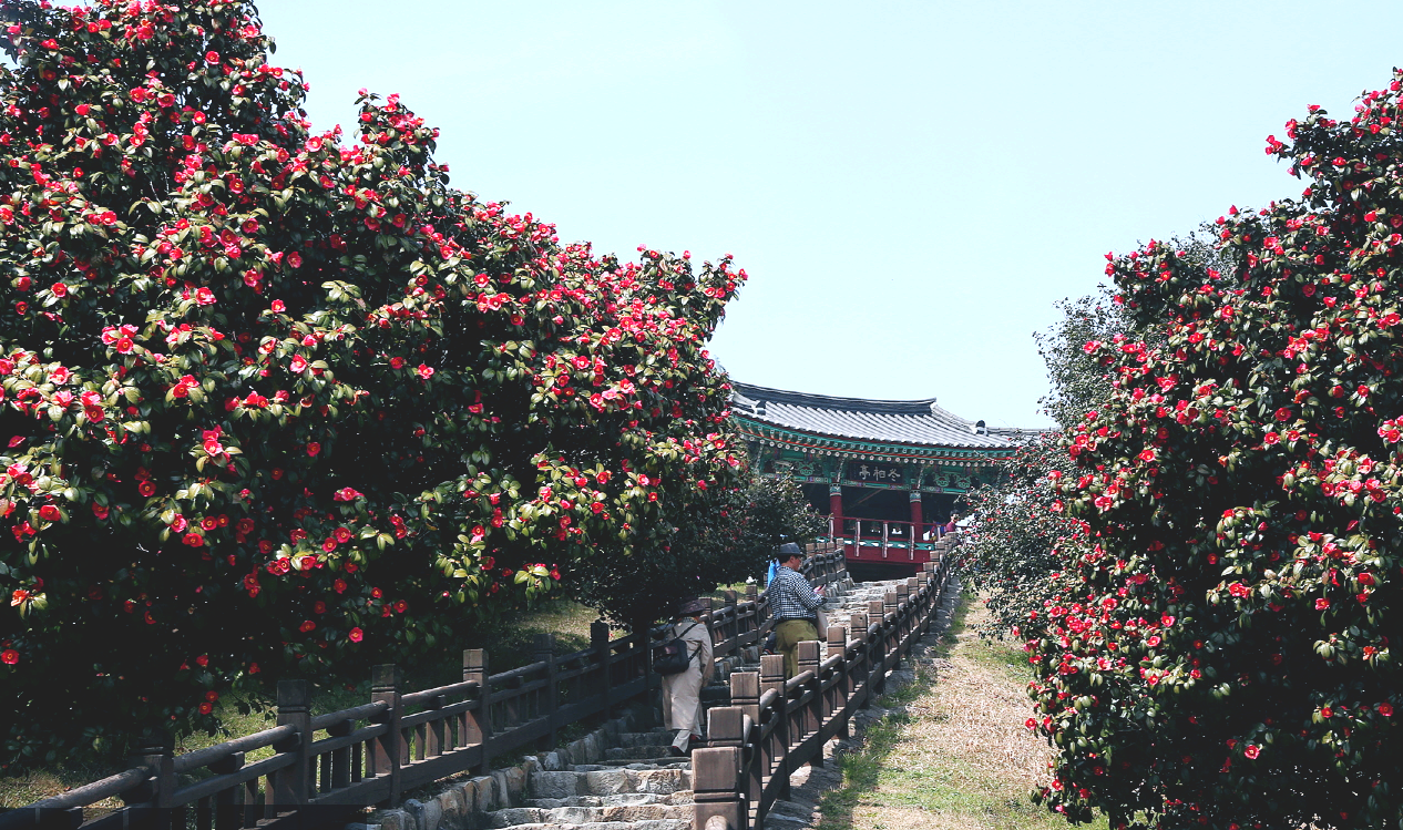 서천 동백꽃 주꾸미축제