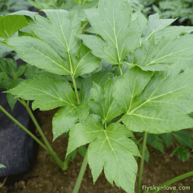 하늘이 내린 약초 신선초