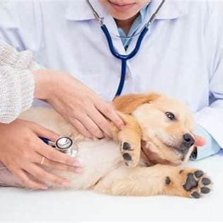 강아지 음식 알레르기 증상! 우리 아이는 괜찮을까요?