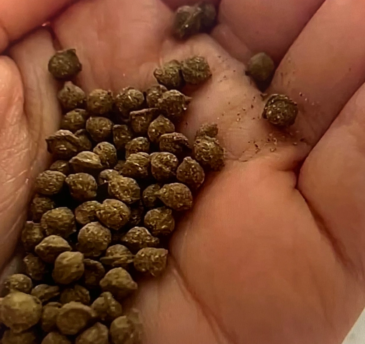 비헬씨어 여주바나바환 효능 후기 인증사진