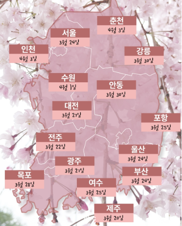 2024 여의도 벚꽃 대표 사진