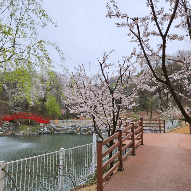 용인 자작나무숲 봄꽃축제