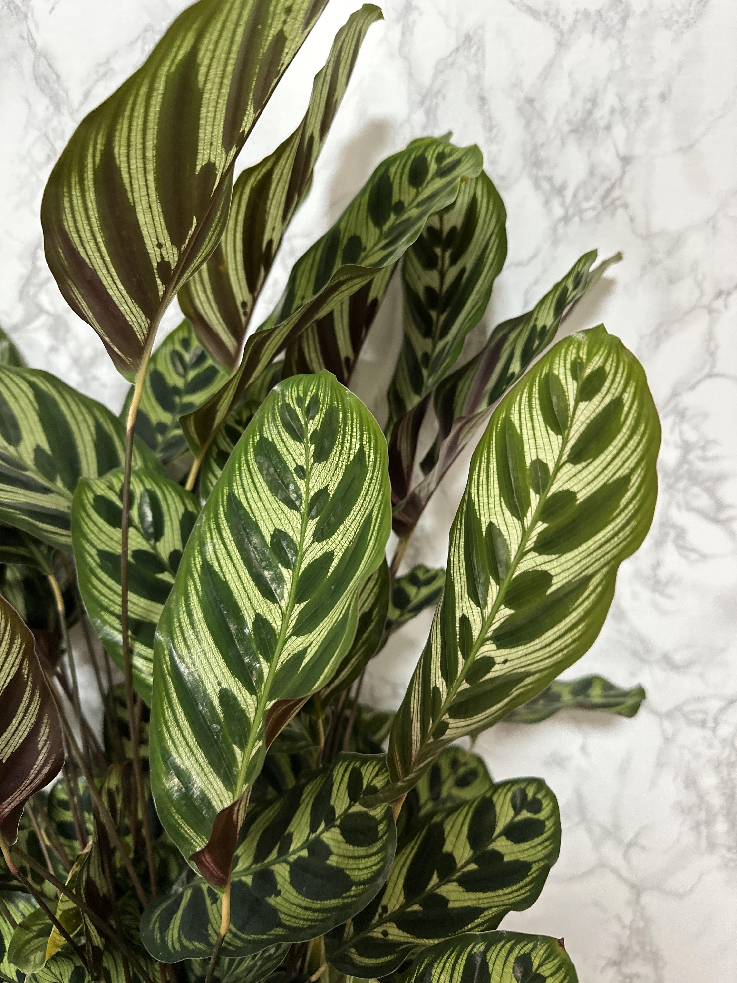 실내 공기정화식물 추천 마코야나 부부초