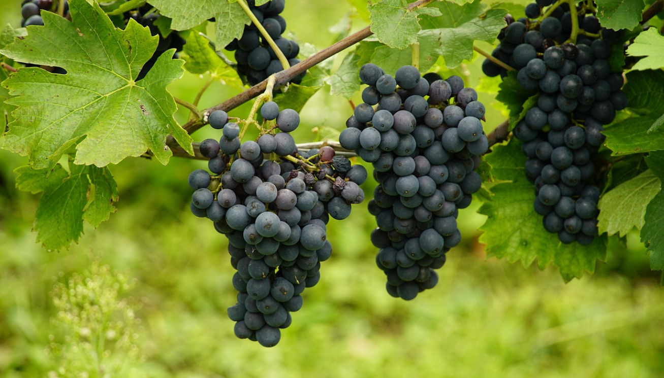 경산 포도 체험 농장