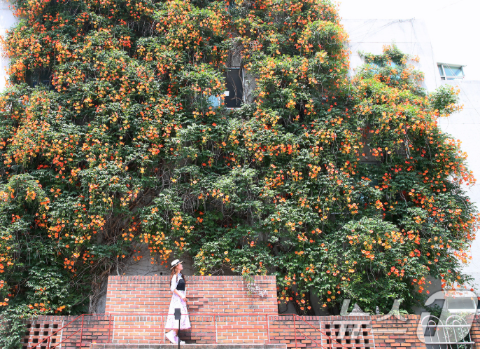 능소화 뜻 개화시기 꽃말 묘목 키우기 독 한자 명소 뚝섬 대구 능소화폭포 포토존 추천4