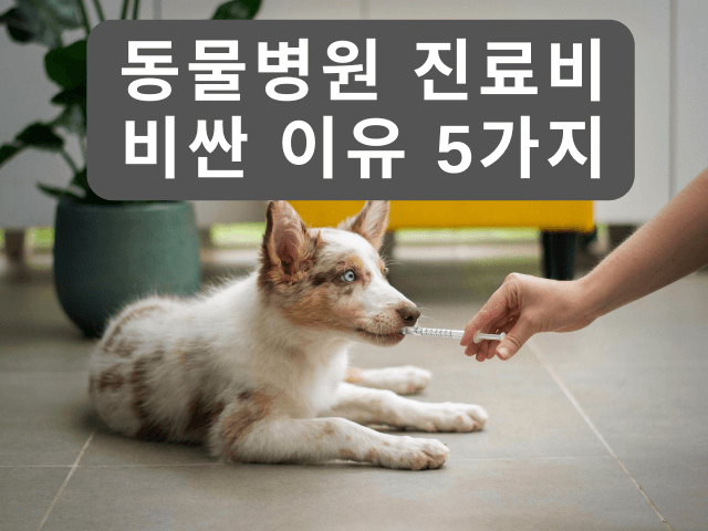 동물병원 진료비가 비싼 이유 5가지