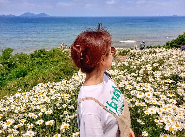 전국-샤스타데이지-명소-부안-변산