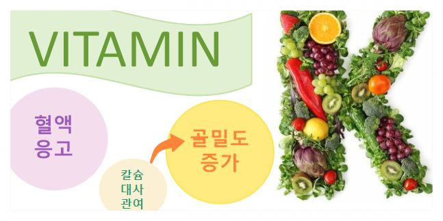 비타민K의 효능
