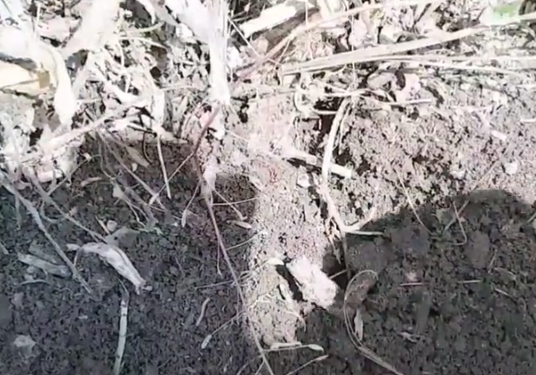 검정콩 파종시기와 거름 주는 방법 꿀팁 1