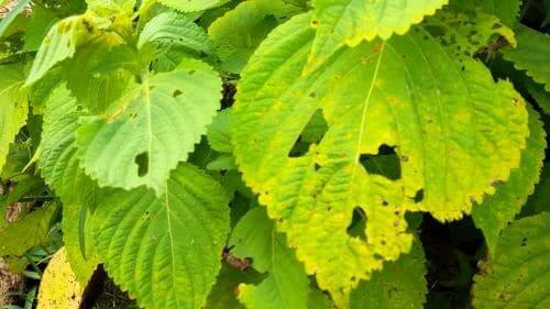 잎들깨-재배-병충해-병해-탄저병-시들음병-균핵병-증상-방제법