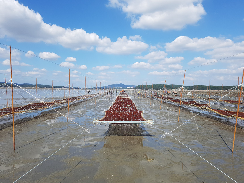 생방송투데이 태안 곱창돌김 가격 및 구매 정보 태안김장수