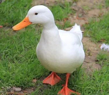 오리