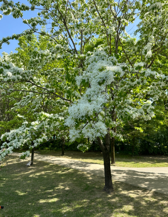 대전 들의공원 이팝나무 - 5월 이팝나무 나들이코스