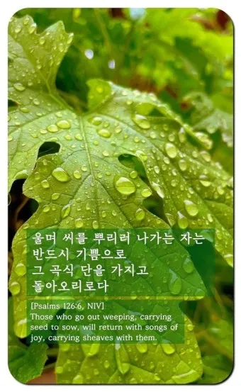 시편 126편 5 6절 씨뿌리는 자_14