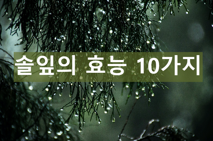 솔잎의 효능 10가지와 섭취방법,부작용