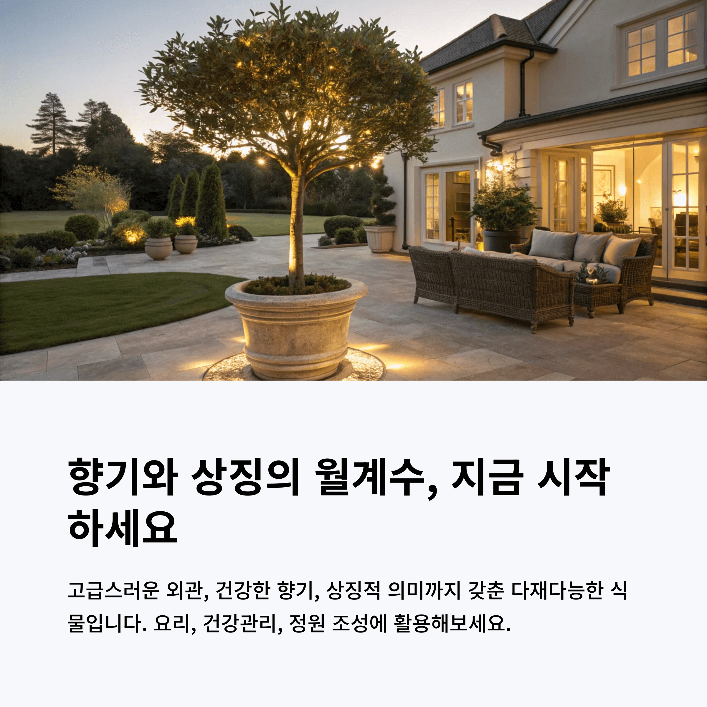 월계수 나무