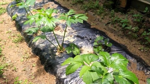 신선초-효능-먹는법-활용법