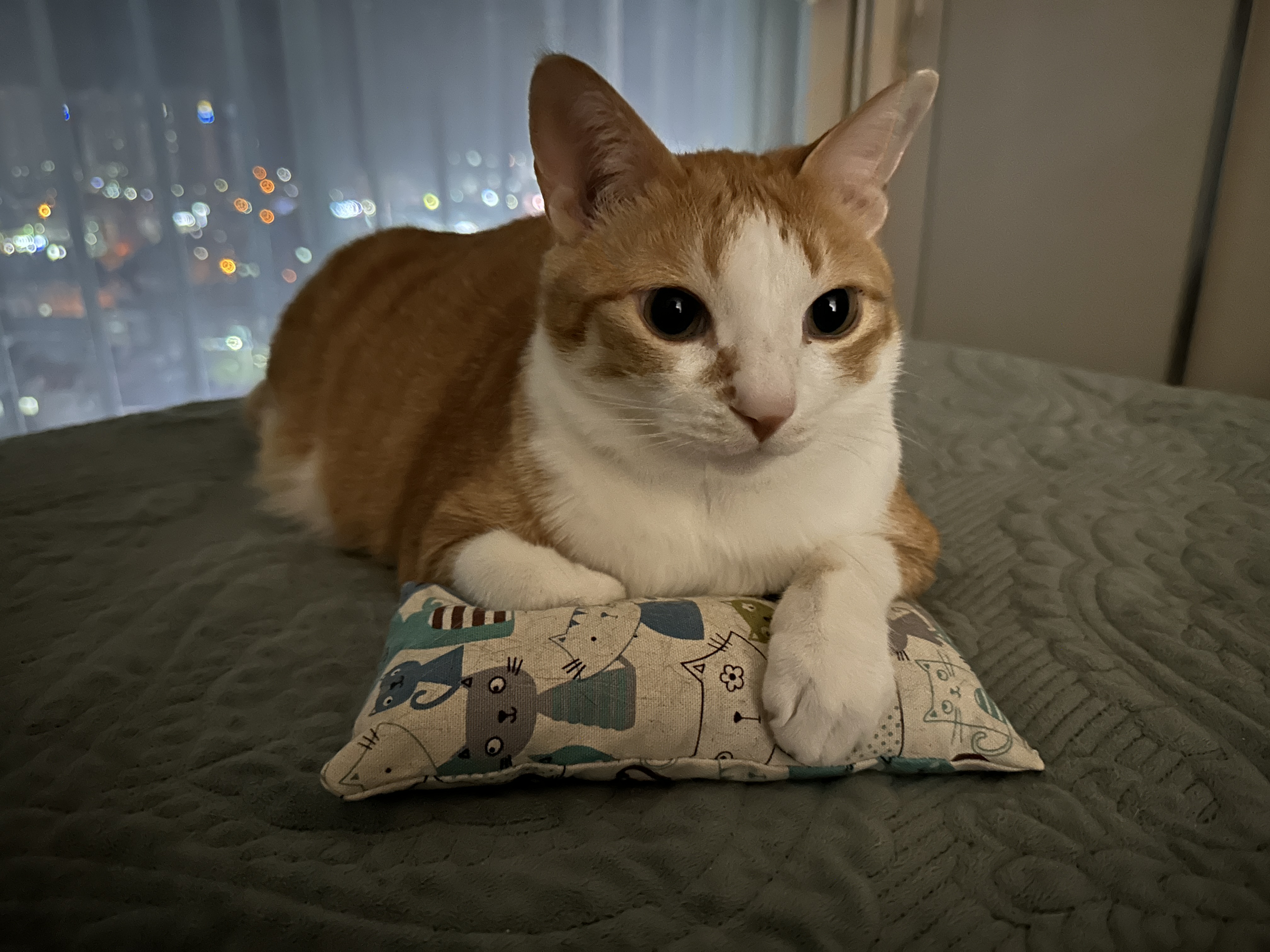 호야가 캣닢쿠션을 안고 있으면..? (feat. 엄마껌딱지라 사진을 찍기 어려운 호야)