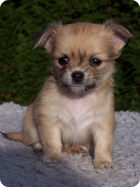 강아지 종합검진관련사진