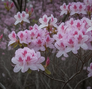 진달래 vs 철쭉, 절대 헷갈리면 안 되는 독성 식물 1분 만에 완벽 구분하기