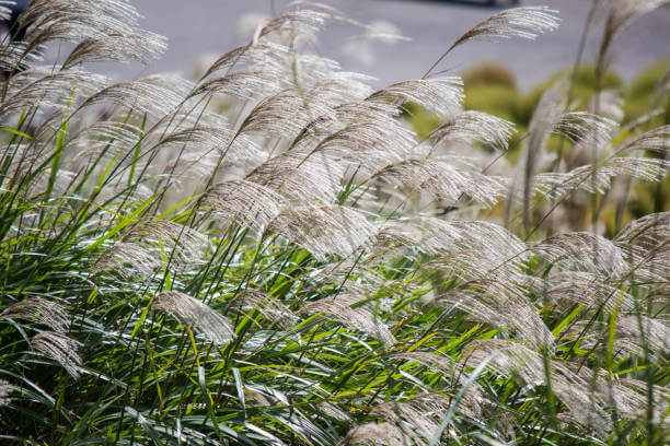 11월 제주도 여행 항공권 예약 방법 및 올레길 여행 체험 코스 추천 팁