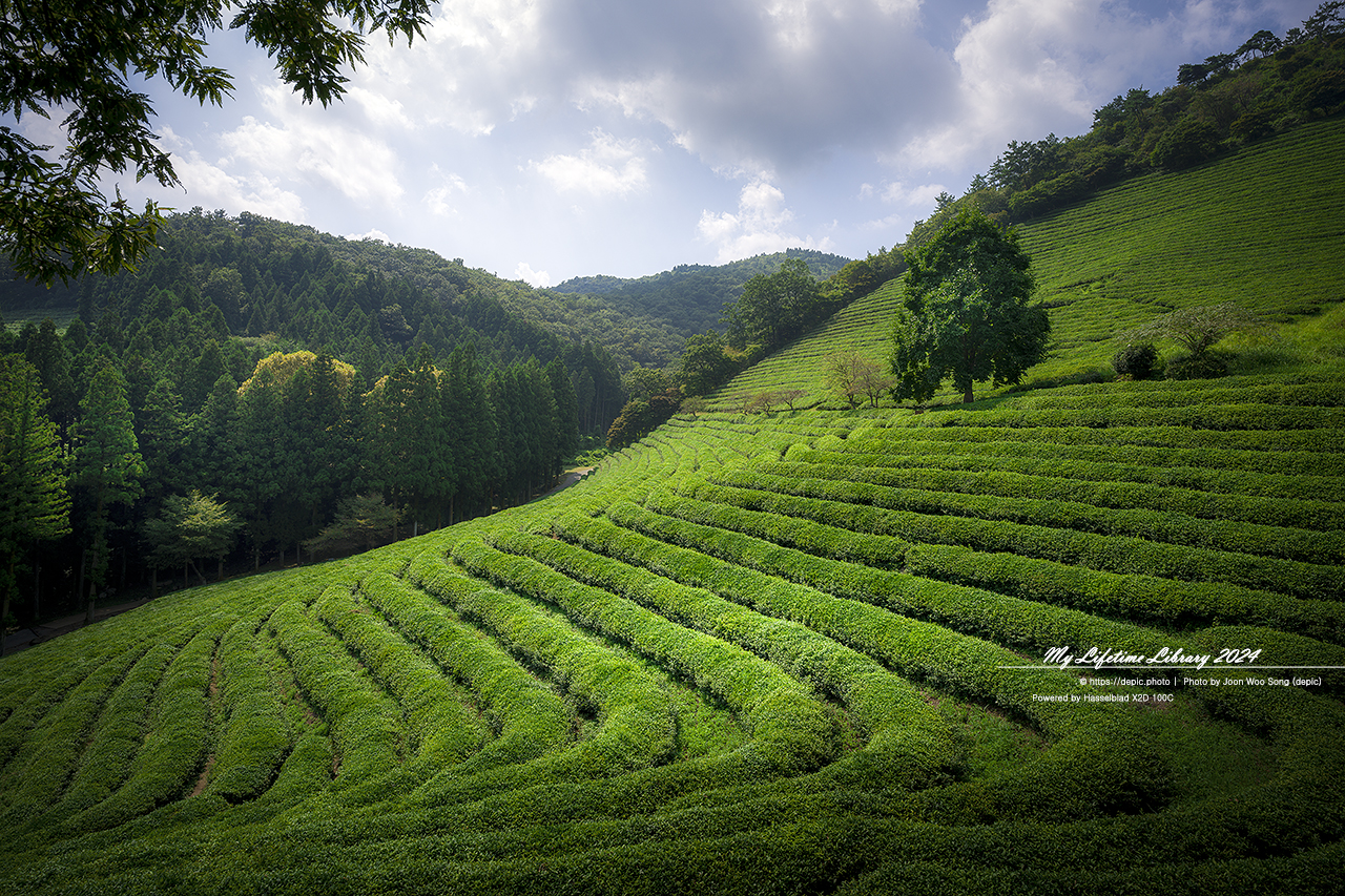 보성 대한다원 녹차