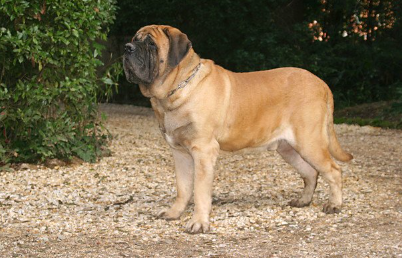 건장한 체격의 불마스티프.