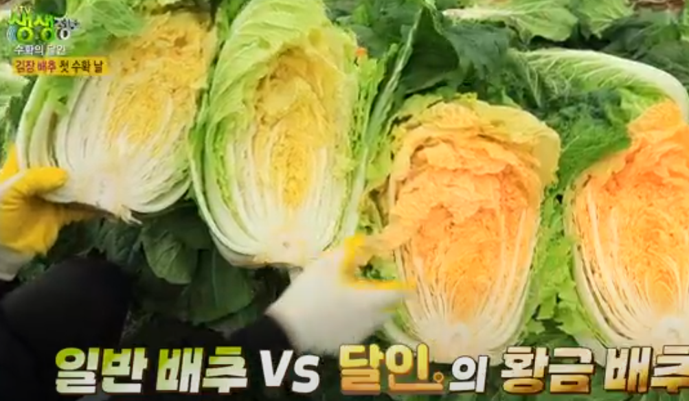 솔바위농장 해남배추