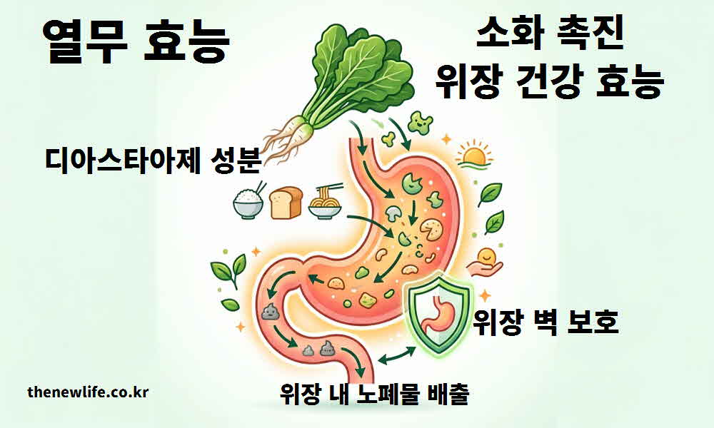 열무 효능 소화 촉진 위장 건강