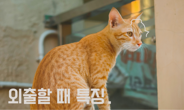 고양이-산책