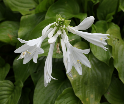 옥잠화 꽃 피는시기 꽃말 종류 비비추 부레옥잠 차이 키우기 방법 관리 팁 1