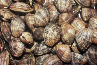 바지락 효능 보관방법 씻는법 해감시키는법_25